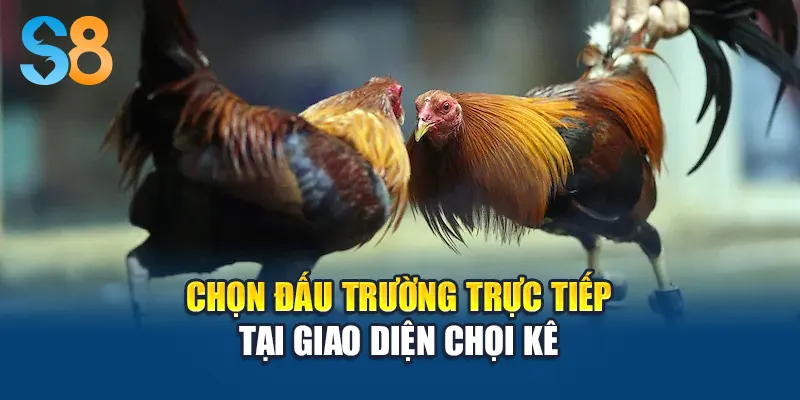 Chọn đấu trường trực tiếp tại giao diện chọi kê