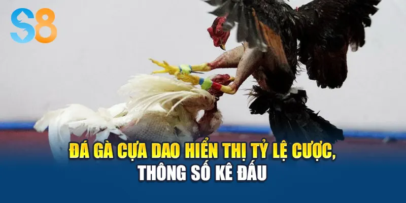 Đá gà cựa dao hiển thị tỷ lệ cược, thông số kê đấu