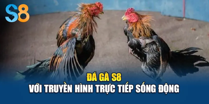 Đá gà S8 với truyền hình trực tiếp sống động