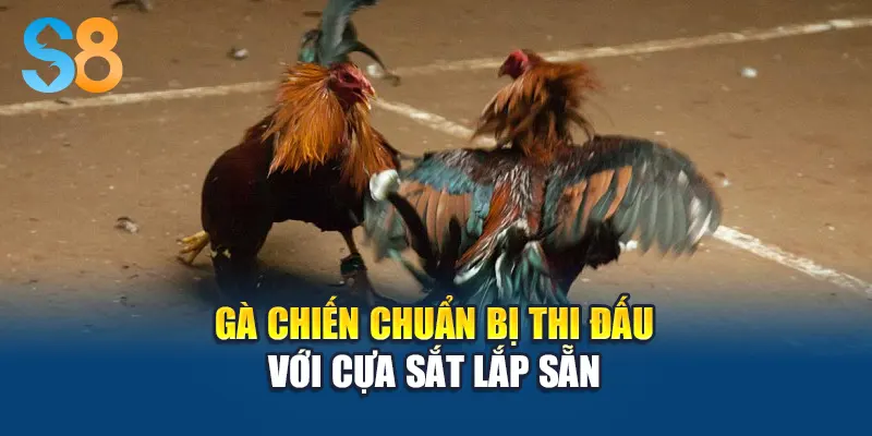 Gà chiến chuẩn bị thi đấu với cựa sắt lắp sẵn