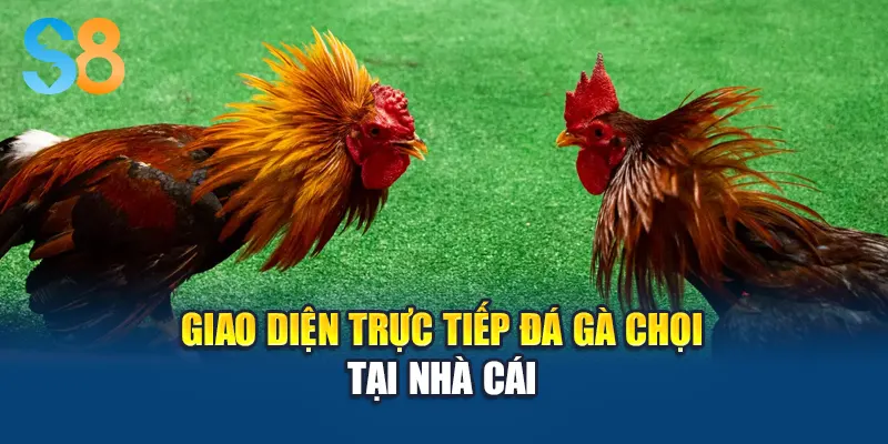 giao diện trực tiếp đá gà chọi tại nhà cái
