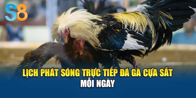 Lịch phát sóng trực tiếp đá gà cựa sắt mỗi ngày