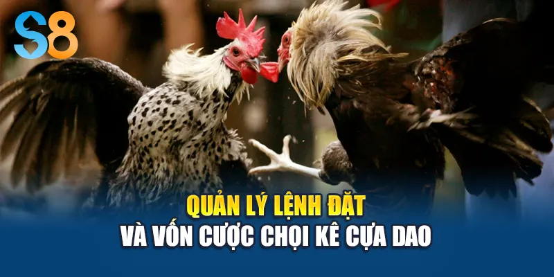 Quản lý lệnh đặt và vốn cược chọi kê cựa dao