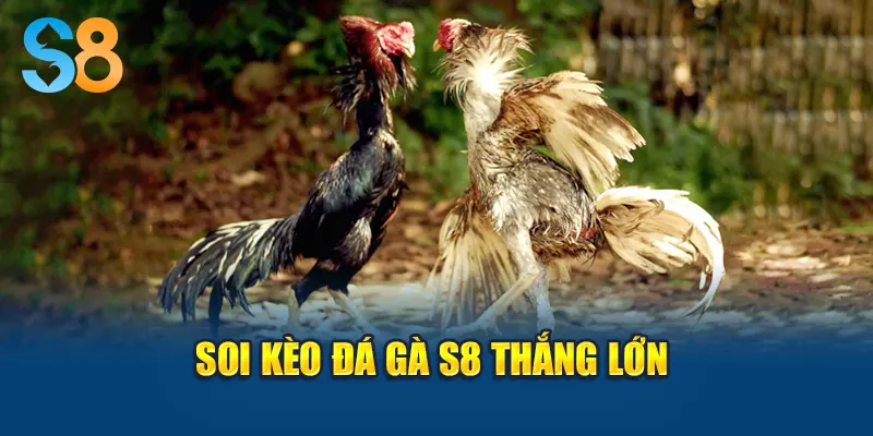 Soi kèo đá gà S8 thắng lớn