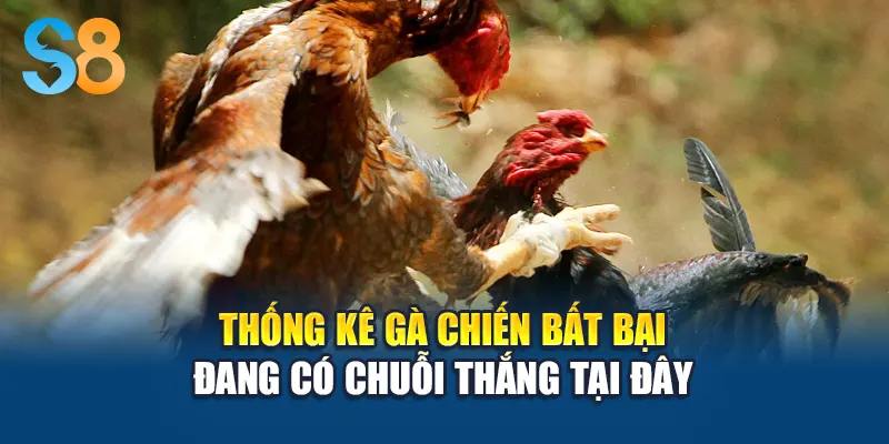 Thống kê gà chiến bất bại đang có chuỗi thắng tại đây