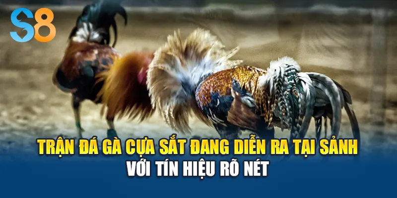 Trận đá gà cựa sắt đang diễn ra tại sảnh với tín hiệu rõ nét